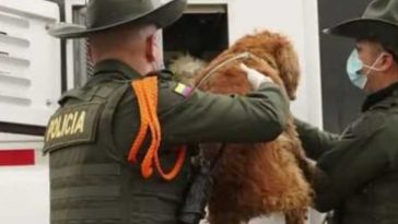 Desmantelan criadero ilegal en Bogotá : 29 perros de diferentes razas y 5 gatos fueron rescatados