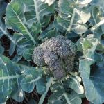 El Brócoli: Un Arma Natural Contra el Cáncer Según Expertos en Nutrición