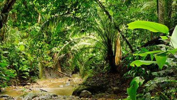 El Darién colombiano fue designado como 'biosferas' por la Unesco: qué implica