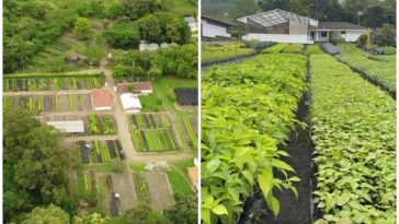 El vivero donde se plantan árboles para el bosque del Valle del Cauca tiene más de 40 años de funcionamiento