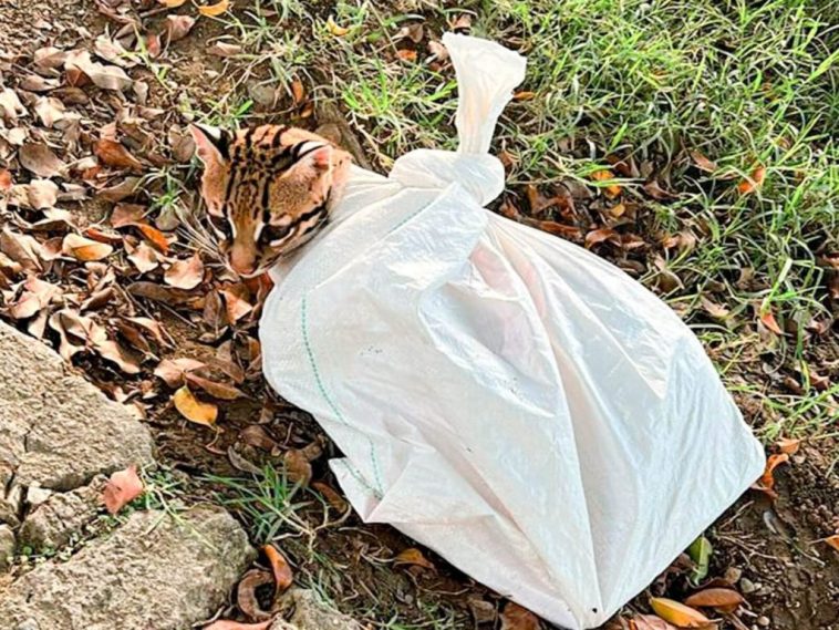 Encontraron ocelote amarrado en un costal