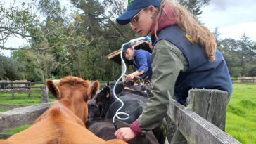 Fedegán ha vacunado el 58,3 % de bovinos y búfalos en el país