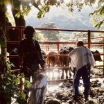 Gaula Militar Casanare logró recuperar ocho cabezas de ganado en zona rural de Yopal