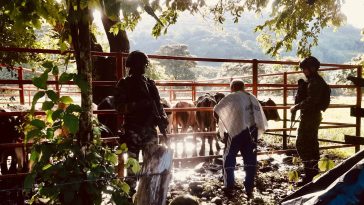 Gaula Militar Casanare logró recuperar ocho cabezas de ganado en zona rural de Yopal