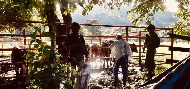 Gaula Militar Casanare logró recuperar ocho cabezas de ganado en zona rural de Yopal