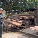 Incautan cargamento de madera ilegal