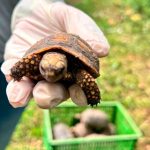 Liberaron 67 ejemplares de fauna silvestre en Montería