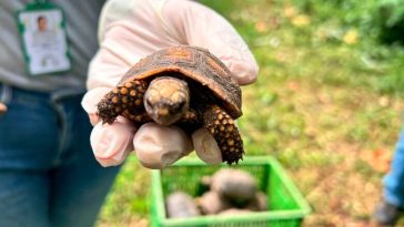 Liberaron 67 ejemplares de fauna silvestre en Montería