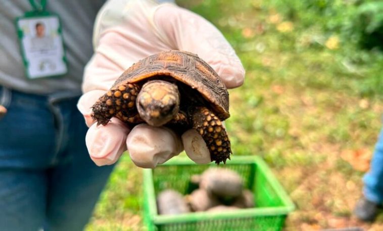 Liberaron 67 ejemplares de fauna silvestre en Montería