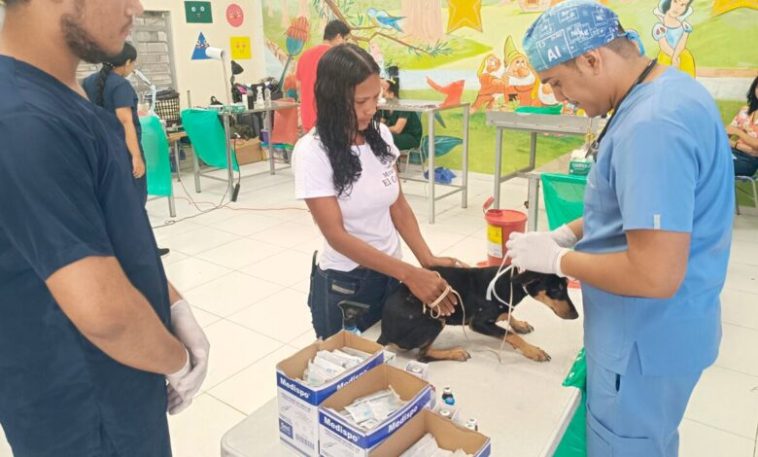 Más de 2 mil perros y gatos han sido esterilizados en Montería