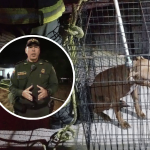 Policía aclaró porque le disparó a perro pitbull en medio de operativo en Pasto
