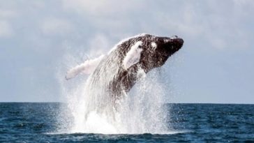Expertos señalan que en esta época del año, las ballenas visitan el Pacífico colombiano para dar a luz a sus crías. Recorren 8.000 kilómetros y llegan a Tumaco.