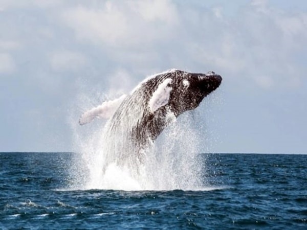 Expertos señalan que en esta época del año, las ballenas visitan el Pacífico colombiano para dar a luz a sus crías. Recorren 8.000 kilómetros y llegan a Tumaco.