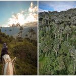 Un mágico bosque de palma de cera que pocos conocen en el Valle del Cauca;  esta cerca de cali