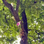 Orquídea plantada en un árbol del Parque Bolívar. Foto: Alcaldía de Medellín. 
