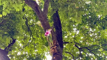 Orquídea plantada en un árbol del Parque Bolívar. Foto: Alcaldía de Medellín. 
