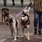 Avanza ley para prohibir que los perros y gatos sean embargados En los recursos jurídicos que tienen los abogados para lograr ganar los procesos judiciales ha empezado a tomar carrera la posibilidad de embargar a los animales, pero en particular a los que son considerados como animales domésticos de compañía, tales como los perros y los gatos.