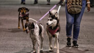 Avanza ley para prohibir que los perros y gatos sean embargados En los recursos jurídicos que tienen los abogados para lograr ganar los procesos judiciales ha empezado a tomar carrera la posibilidad de embargar a los animales, pero en particular a los que son considerados como animales domésticos de compañía, tales como los perros y los gatos.