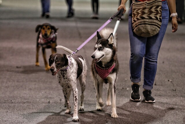 Avanza ley para prohibir que los perros y gatos sean embargados En los recursos jurídicos que tienen los abogados para lograr ganar los procesos judiciales ha empezado a tomar carrera la posibilidad de embargar a los animales, pero en particular a los que son considerados como animales domésticos de compañía, tales como los perros y los gatos.