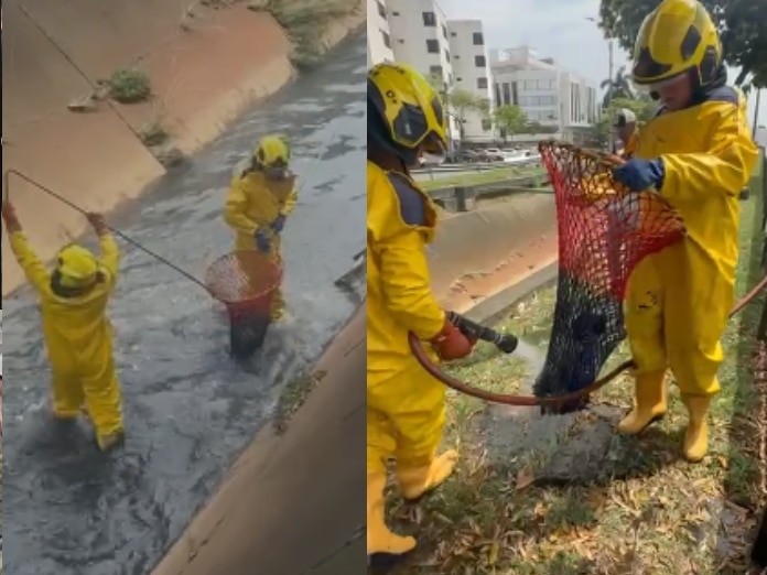 Bomberos de Cali logran sacar a un perro que cayó a un canal de agua en el barrio Santa Anita