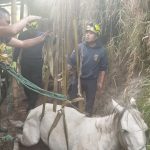 bomberos y comunidad rescataron una yegua que sufrió una caída accidental de unos 5 metros, en Ipiales