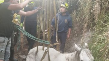 bomberos y comunidad rescataron una yegua que sufrió una caída accidental de unos 5 metros, en Ipiales