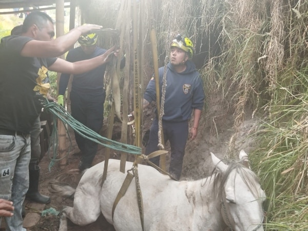 bomberos y comunidad rescataron una yegua que sufrió una caída accidental de unos 5 metros, en Ipiales