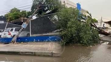 Caída de enormes árboles y postes afectan la movilidad en varias zonas de Montería