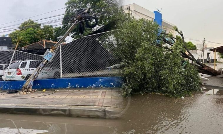 Caída de enormes árboles y postes afectan la movilidad en varias zonas de Montería