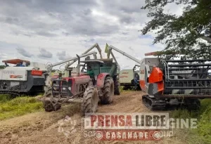 Casanare sembró en el primer semestre de este año 22.472 hectáreas más de arroz que el año pasado