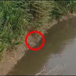 Del cuerpo en bolsas en Llano Verde al encontrado a orillas del río Cauca cerca de Yumbo