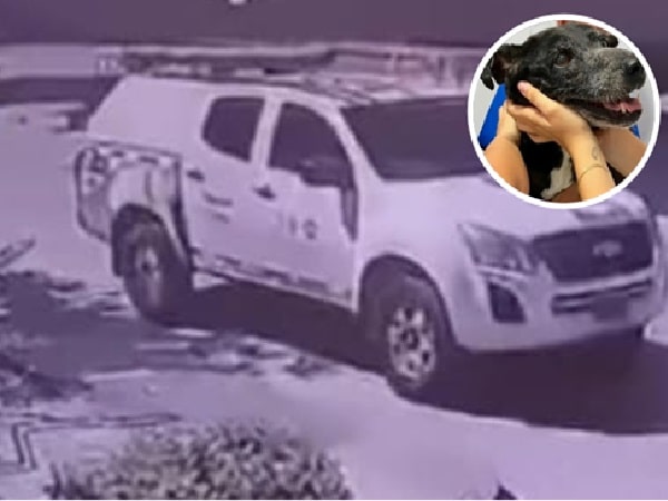 'Negrita', canina atropellada por una camioneta de contratista de empresa de energía.