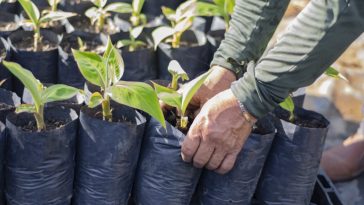 El Huila en búsqueda de modelos de agricultura limpia.