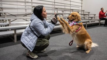 Expopet 2024: Un Escenario Para Celebrar El Talento Y La Lealtad Canina