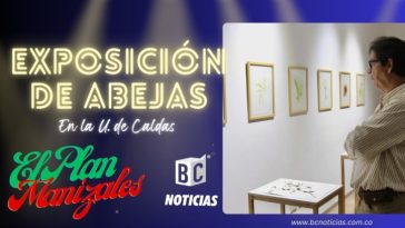 Manizales celebra la vida: Exposición sobre abejas nativas cautiva a la ciudad