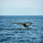 Tumaco sigue en su temporada del avistamiento de Ballenas Jorobadas