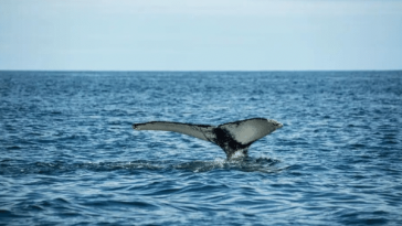 Tumaco sigue en su temporada del avistamiento de Ballenas Jorobadas