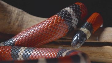 Aumento alarmante de mordeduras de serpiente en Antioquia: ¿por qué?