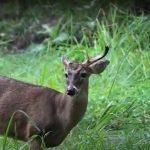 Celebrando el Día de la Biodiversidad: Tres Acciones Clave para Su Protección