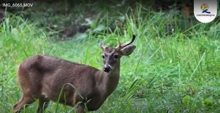 Celebrando el Día de la Biodiversidad: Tres Acciones Clave para Su Protección