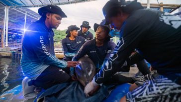 Con la liberación de tres delfines, Corpamag sigue velando por la conservación de la fauna marina