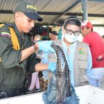 Ejercen control en Valledupar por veda del bagre rayado