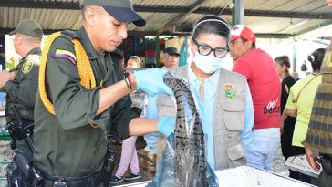 Ejercen control en Valledupar por veda del bagre rayado