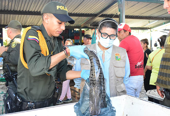 Ejercen control en Valledupar por veda del bagre rayado