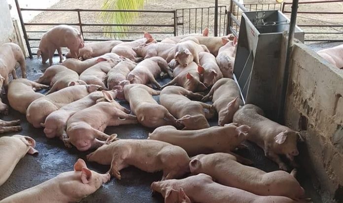 La carne de cerdo en La Guajira ha venido en aumento, inclusive por encima de la media nacional.