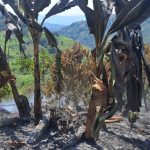 Incendio forestal en Neira consumió cultivos de plátano y pasto