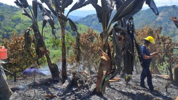 Incendio forestal en Neira consumió cultivos de plátano y pasto