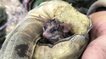 Los animales que han sido rescatados en los incendios forestales.