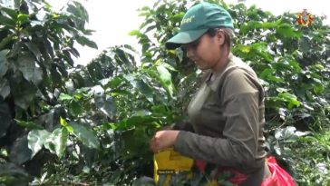 Más de 1.500 familias cafeteras víctimas del conflicto se postularon a proyecto de unidades productivas.