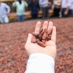 Municipios del norte del Huila consolidan su producción cacaotera 